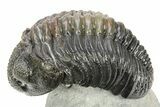 Large, Multi-Toned Pedinopariops Trilobite - Mrakib, Morocco #309218-1